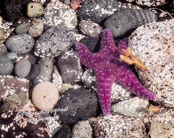 Purple Starfish & Seaweed, Fine Art Photography, Modern Beach House Wall Decor, Seashore Ocean Ripples, Sea Lover Gift  Women Men