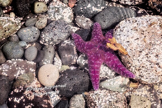 Purple Starfish & Seaweed, Fine Art Photography, Modern Beach House Wall  Decor, Seashore Ocean Ripples, Sea Lover Gift Women Men - Etsy Canada
