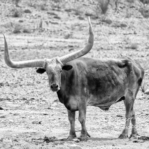 Texas Longhorn, Southwest Decor, Desert Art Print, Texas Wall Art, Texas Photography, BOHO, Western Decor