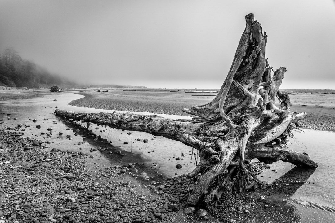Tofino Art Driftwood Wall Art Vancouver Island Art Etsy