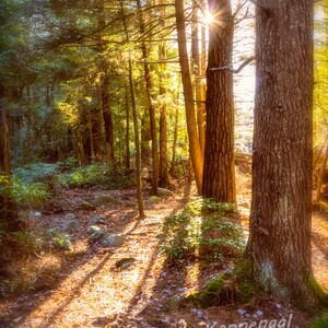 May include: Sunlight streams through the trees in a woodland, creating a warm, golden glow on the forest floor. The light shines through the branches and leaves, casting long shadows on the ground. The scene is peaceful and serene, with a sense of tranquility.