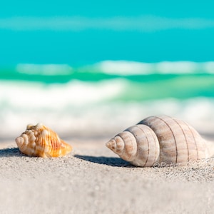 Puede incluir: Dos conchas en una playa de arena blanca con un océano turquesa de fondo.