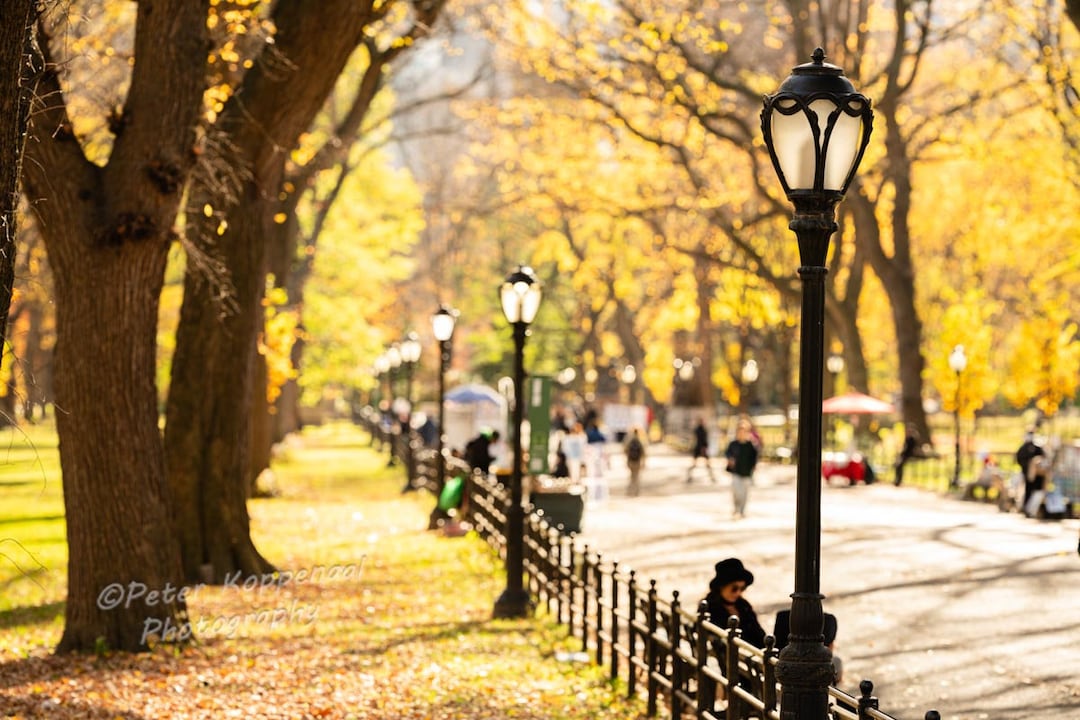 Central Park Mall Fall Colors, Fall Foliage, Autumn NYC Photography