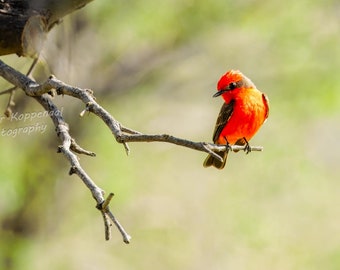 Vermillion Flycatcher, Red Bird, Southwest Wall Art, Arizona Art, Desert Nature Art, Arizona Decor, Wildlife Art Song Birds, Avian Wall Art