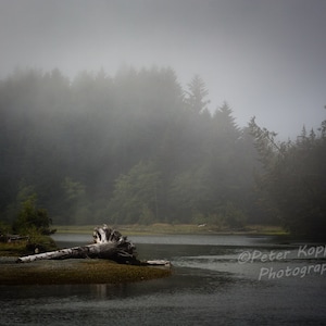 Nebliges Sumpfland Treibholz Poster, Vancouver Island Fine Art Fotografie, Serene Lazy River, Hafen Dekor, Geschenk für Naturliebhaber