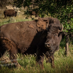 Free Range Bison Buffalo, North Dakota Badlands, Theodore Roosevelt National Park, Nature Wildlife Fine Art, Rustic Country Home Wall Decor