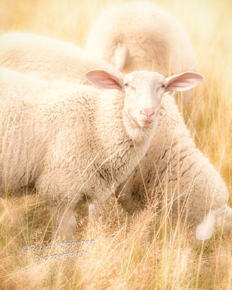 Lamb Photography, Farmhouse Decor, Office Wall Art, Gift for Her, Nursery Decor, Sheep Art, BOHO Decor, Gift for Her Son Girl Boy Mom Dreamy Glow