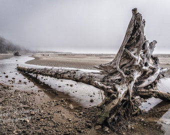 Tofino Art, Driftwood Wall Art, Vancouver Island Art, Northwest Coast, Pacific Rim Art, BOHO Beach Wall Art,