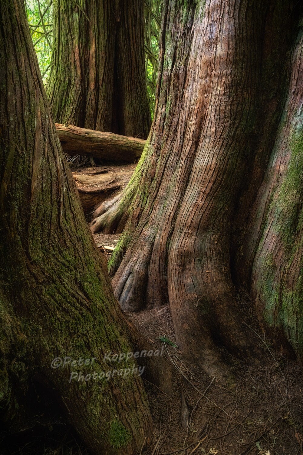 Rainforest Tree Photo, Pacific Northwest Olympic Peninsula Red Cedar Trees, Nature Fine Art PNW Forest Home Wall Decor, Gift