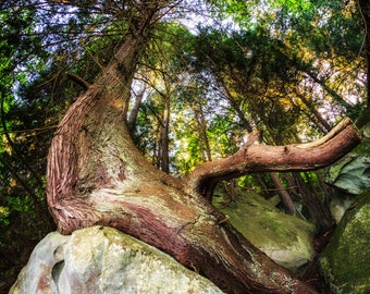 Rainforest Tree of Life Print, Pacific Northwest Nature Fine Art, Arbutus Sandstone, Island Home Wall Decor, Gift Him Women Wife Men Her Dad