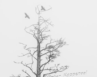 Birds & Tree in Fog, Minimalist Fine Art Photography, Misty Forest Home Wall Decor, Foggy Landscape, Nature Lover  Women Men Dad