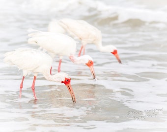 White Ibis, Sanibel Island Art, Shore Bird, Modern Coastal Decor, Ocean Lover, Home Decor, Trio, Nursery Decor