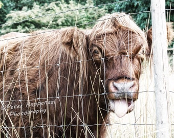 Shaggy Brown Cow Print, Bovine Beauty, Farm Animal Fine Art Photography, BOHO Modern Home Farmhouse Decor, Gift Men Women Wife Her Girl