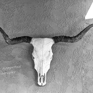 Texas Longhorn Photography, Longhorn Skull Wall Decor, Southwest Decor, Texas Wall Art, Texas Strong, Western Decor, Desert Art Print