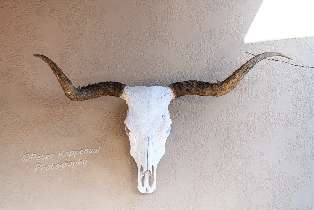 Texas Longhorn Photography, Longhorn Skull Wall Decor, Southwest Decor