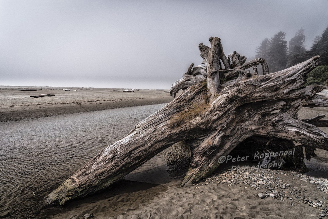 Tofino Art Driftwood Wall Art Vancouver Island Art Etsy