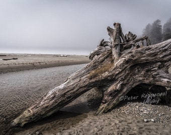 Tofino Art, Driftwood Wall Art, Vancouver Island Art, Northwest Coast, Pacific Rim Art, BOHO Beach Wall Art, Gift for Women