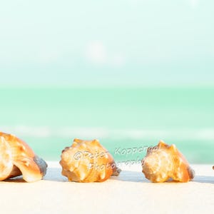 May include: Four seashells of varying sizes are arranged in a row on a white surface, with a turquoise and blue background. The shells are tan and brown, with textured surfaces. The scene evokes a beach or coastal theme.
