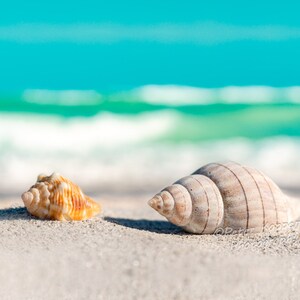 Puede incluir: Dos conchas en una playa de arena blanca con un océano turquesa de fondo.