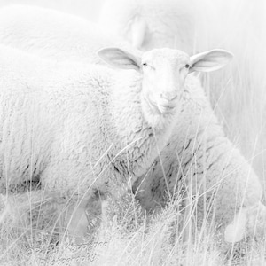 Lamb Photography, Farmhouse Decor, Office Wall Art, Gift for Her, Nursery Decor, Sheep Art, BOHO Decor, Gift for Her Son Girl Boy Mom Black and White