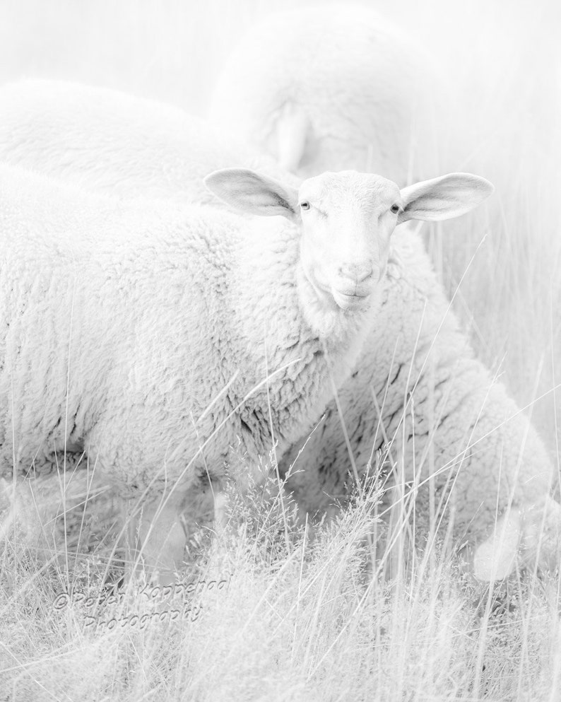 Lamb Photography, Farmhouse Decor, Office Wall Art, Gift for Her, Nursery Decor, Sheep Art, BOHO Decor, Gift for Her Son Girl Boy Mom Black and White