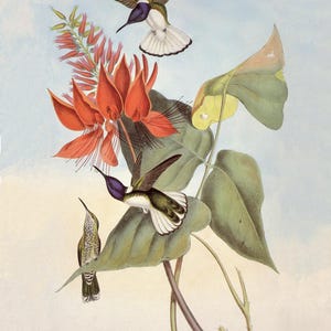 Birds Botanical Art Print Collection 1 Digital Download