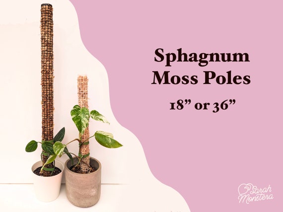 Jorking 24 inch Plastic Moss Pole for Plants Monstera, 2 Pcs Plant Poles for Climbing Plants, Plant Support for Indoor Plants Work with Sphagnum Moss, Clear