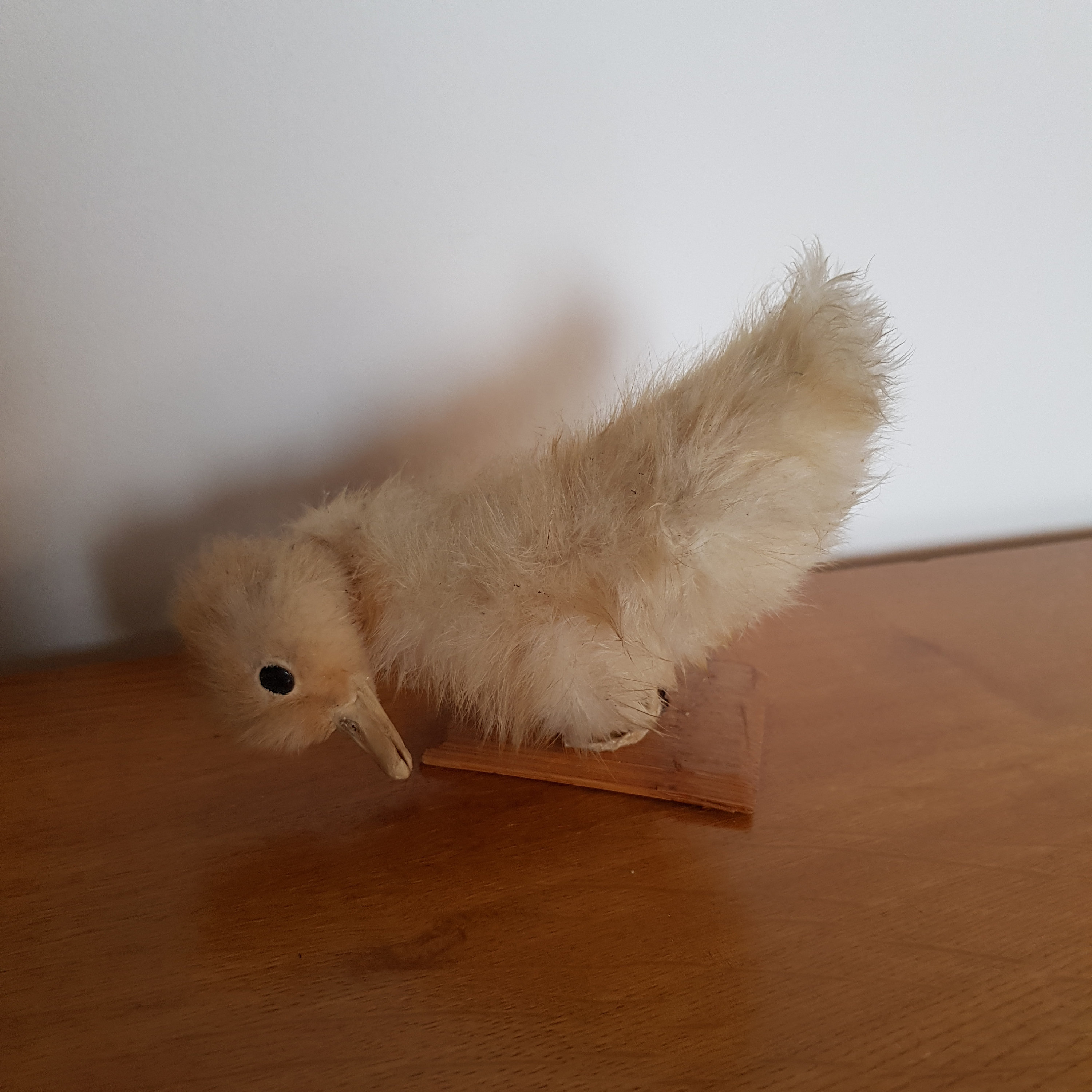 Poussin Naturalisé Taxidermie
