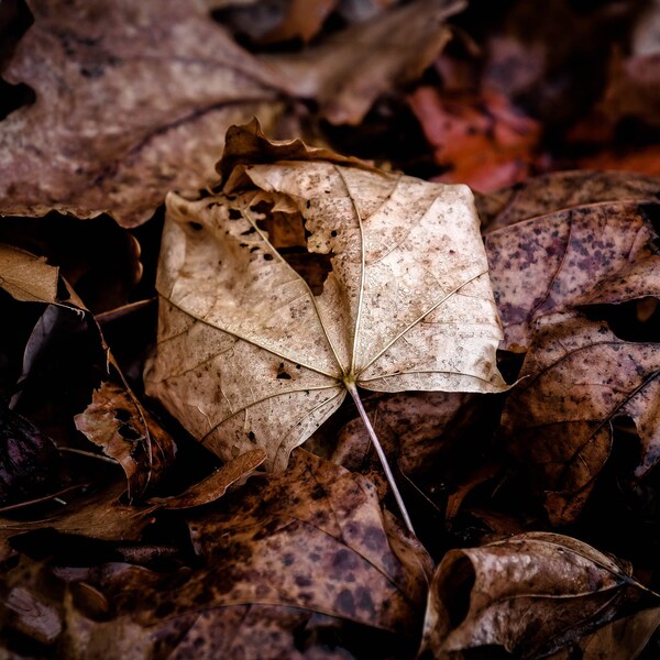 New England Fall Foliage Photography, Macro Print, Large Photo Print, Autumn Photography, Nature Photography