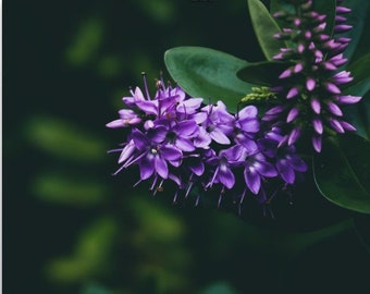 Paarse bloem fotoprint, botanische tuin San Francisco, grote muurdecoratie - fotografieprint