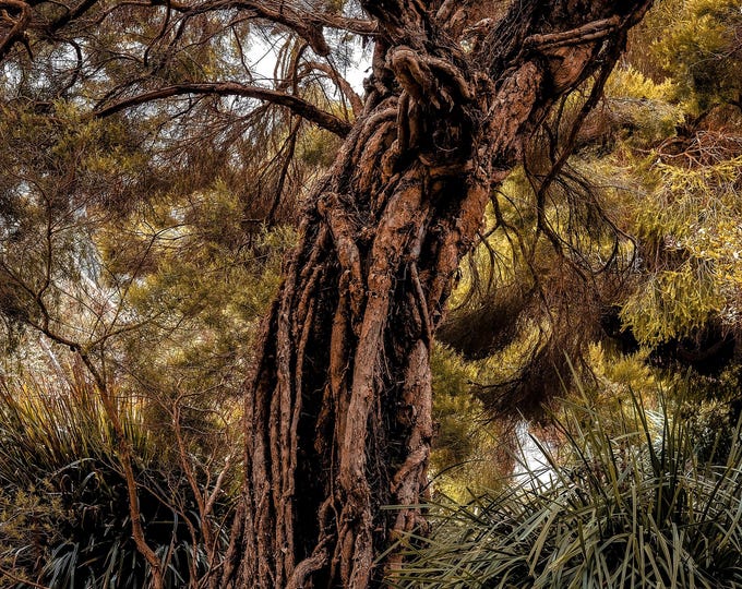 Ancient Tree – Rustic Woodland Wall Art (Digital Download)