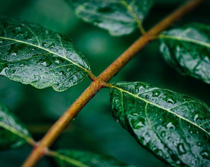 Rain on Leaves – Botanical Green Wall Art (Digital Download)