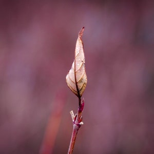 New England Naturfotografie, Laub Fotografie, Wald, Makro, Herbst-Druck