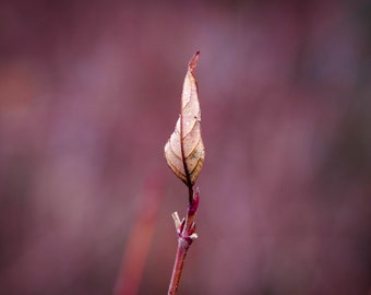 New England Nature Photography, Foliage Photography, Forest, Macro, Autumn Print