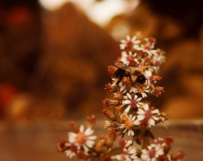 Moody Autumn Bee – Nature Macro Art - Digital Download Print