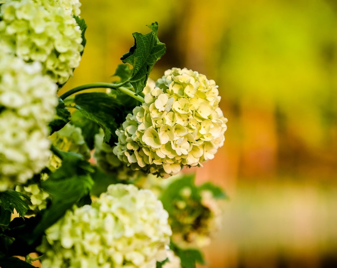 Hydrangea Large Photo Print, New England Photo, Botanical Print, Nature Photography Print