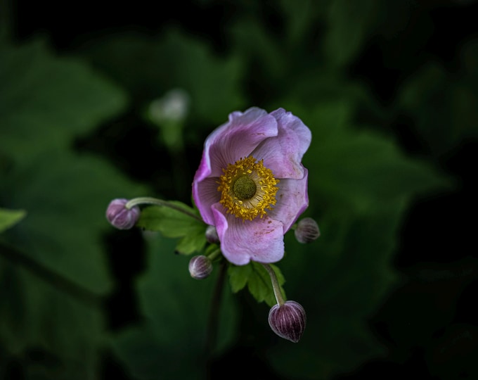 Soft Pink Bloom – Moody Flower Wall Art (Digital Download)