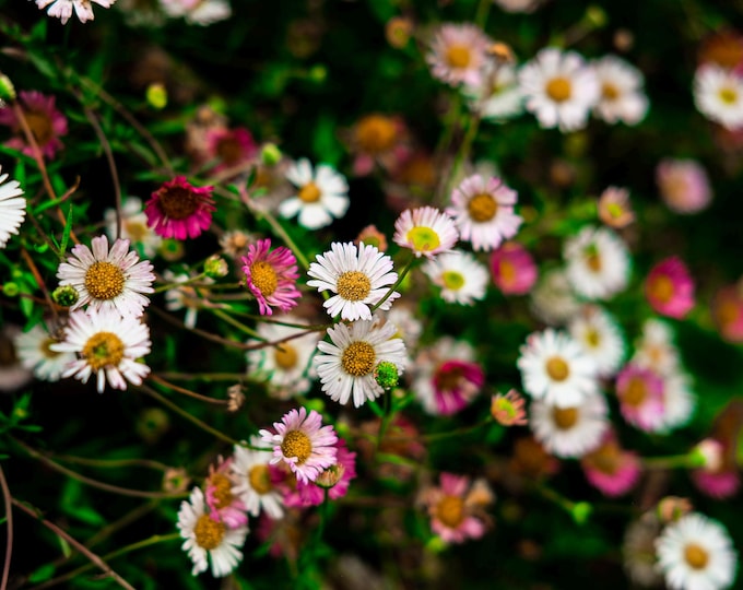 Wild Daisies – Soft Floral Wall Art (Digital Download)