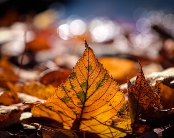 Leaves, New England Photography, Autumn Photo, Fall Foliage, Large Art Print, Macro Photo