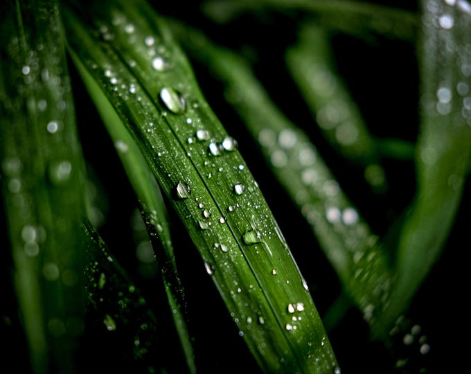 Rain + Green – Dew Drop Macro Nature Art - digital download