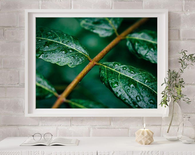 Rain on Leaves – Botanical Green Wall Art - Macro (Digital Download)