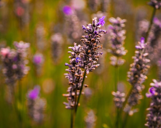 Lavender Dream – Soft Summer Botanical Art - digital download