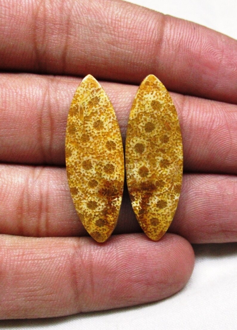 Fossil Coral Pair Fossil Coral Cabochon Loose Fossil Coral Gemstone Size 12 x 34 x 4 mm Designer Matching Earrings Pair ET 6093