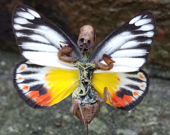 Fairy Specimen - Naturally Mummified- Odd Creature With Butterfly Wings - Preserved Specimen - Dead Fairy