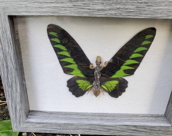 Birdwing Butterfly Fairy in a Shadowbox, Gothic Decor for the Home or Laboratory, Oddity Specimen for the Discerning Curio Collector