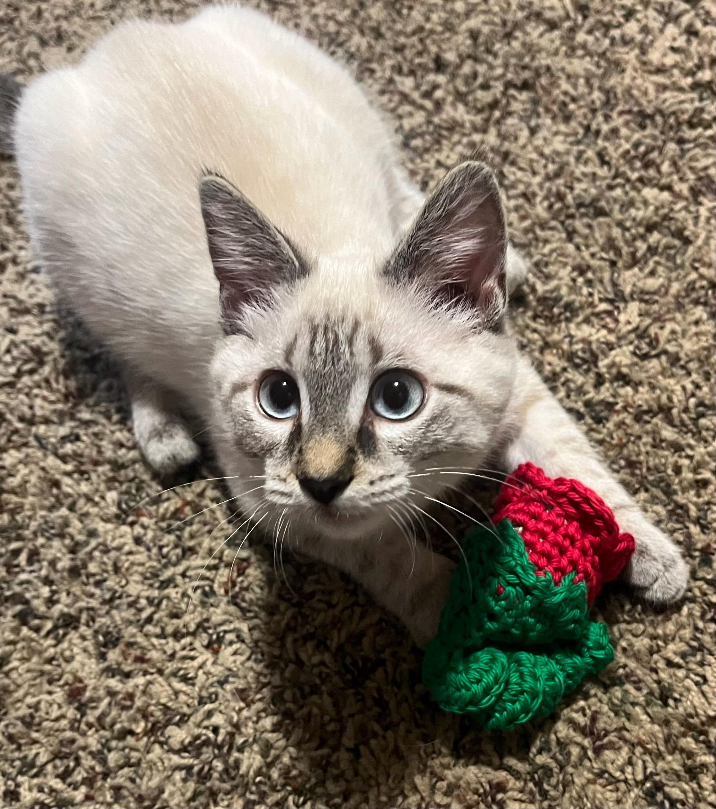 Catnip Crazies Rose Cat Toy, Handmade, Organic Catnip, Cotton Yarn, Jingle  Bell, Kitty Toy - Etsy