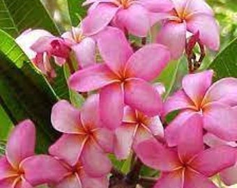 Pink Plumeria Seeds, Hawaiian flower, Lei flowers, home grown, plant, flower seeds, pink plant, flowering tree,