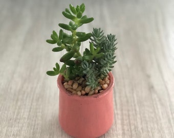 Glass Jar REAL Succulent Decor Planter