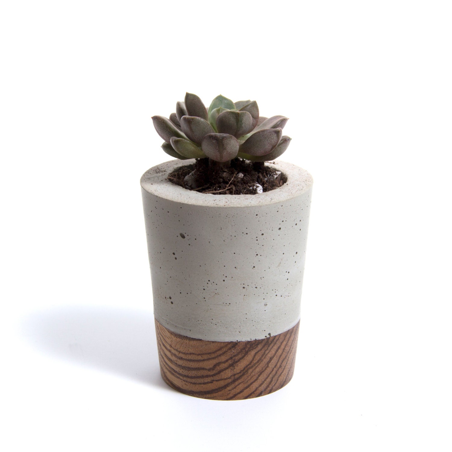 Mini Béton Planteur - Zebra Wood Base