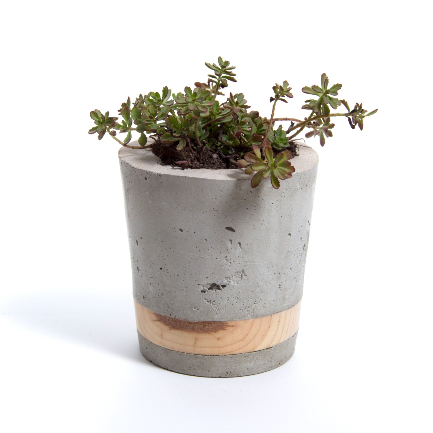 Grand Planteur de Béton - Bande Pin